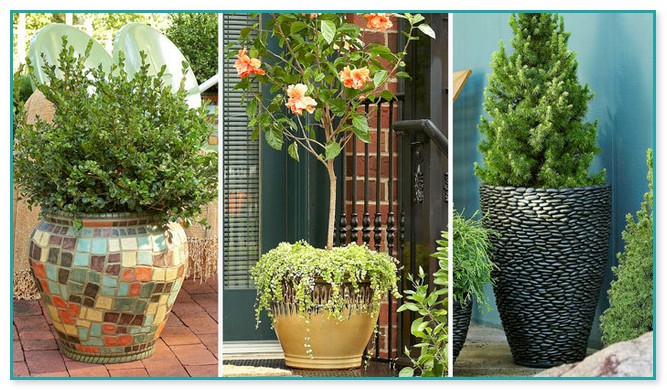 Potted Trees For Decks