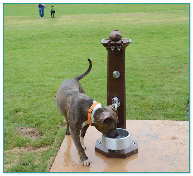 Battery Operated Dog Water Fountain