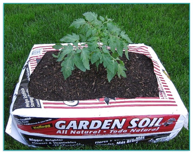 Best Bagged Garden Soil