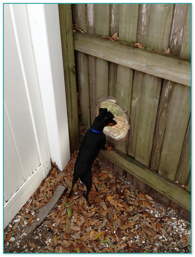 Best Fences For Dogs