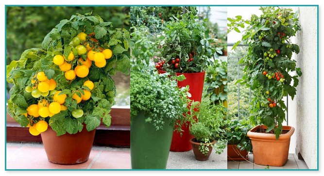 Best Tomato Plants For Container Gardening | Home Improvement