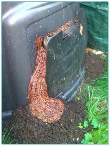 Best Worm Composting Bin