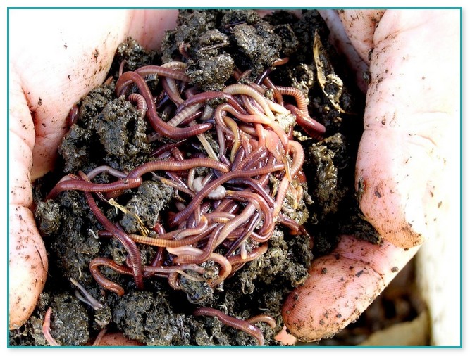 Best Worm For Composting