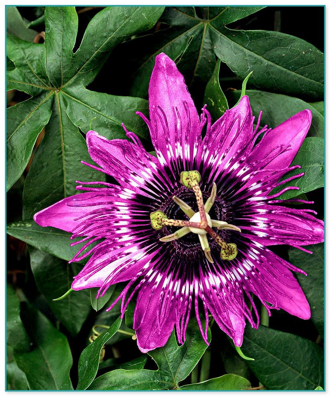 Buy Passion Flower Plant