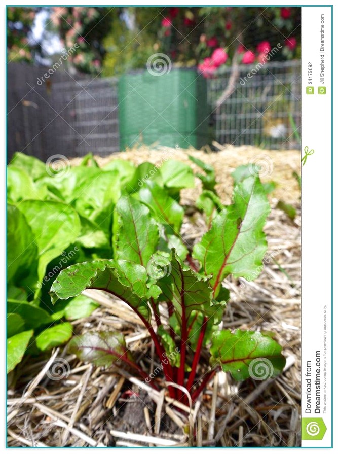 Compost For Vegetables Growing