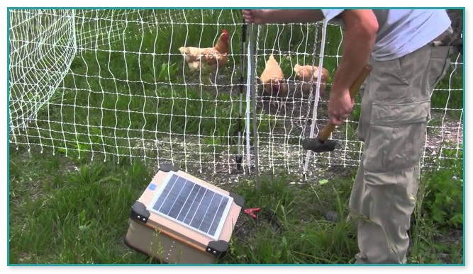 Electric Fence For Chickens