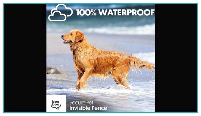 Invisible Fencing For Dogs