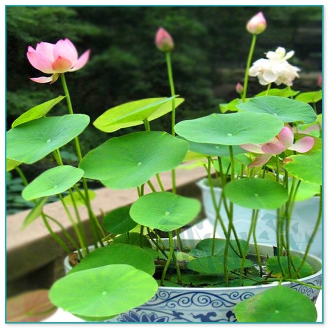 Lotus Flower Plants For Sale