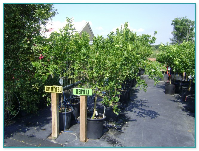 Mature Fruit Trees For Sale