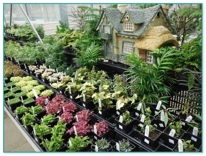 Miniature Garden Plants Wholesale