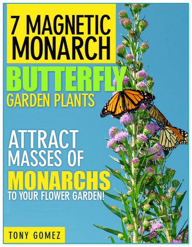 Monarch Butterfly Garden Plants