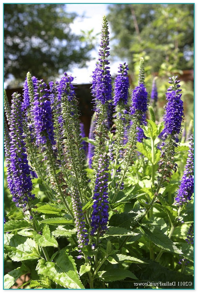 Perennial Plants With Purple Flowers