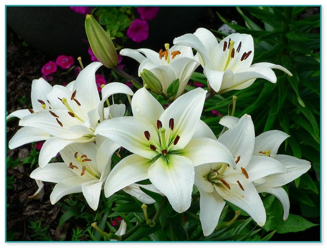 Pictures Of Lily Flowers