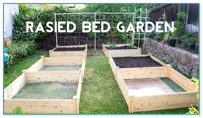 Planting A Raised Bed Vegetable Garden