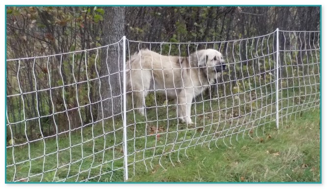 Portable Fencing For Dogs