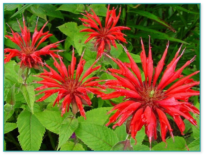 Red Flowering Plants Perennials