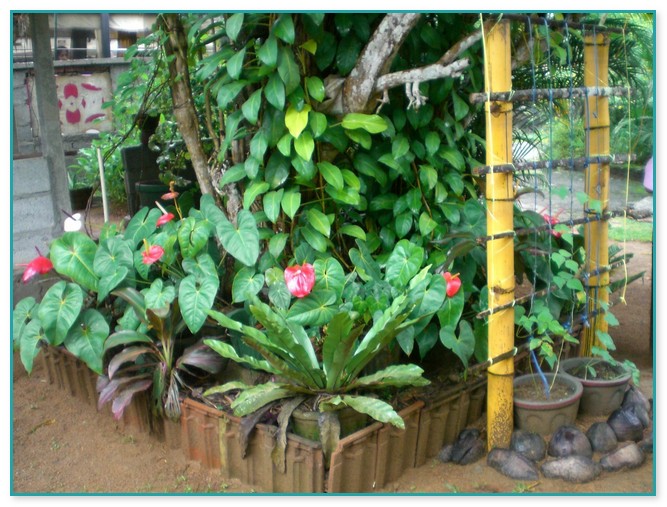 Sri Lanka Garden Plants