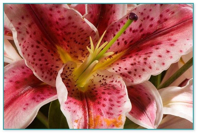Types Of Lily Flowers