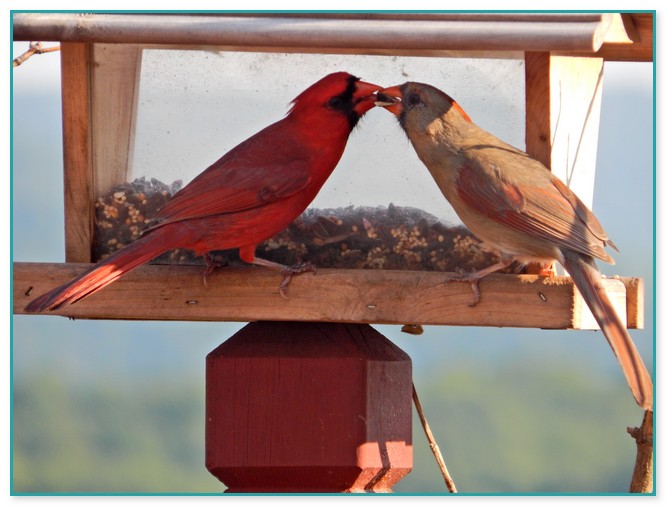 Do Cardinals Live In Birdhouses 2