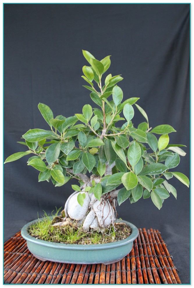 Ginseng Ficus Bonsai Care 2