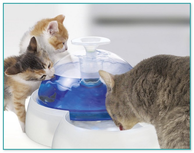 Amazon Cat Water Fountain Stainless Steel