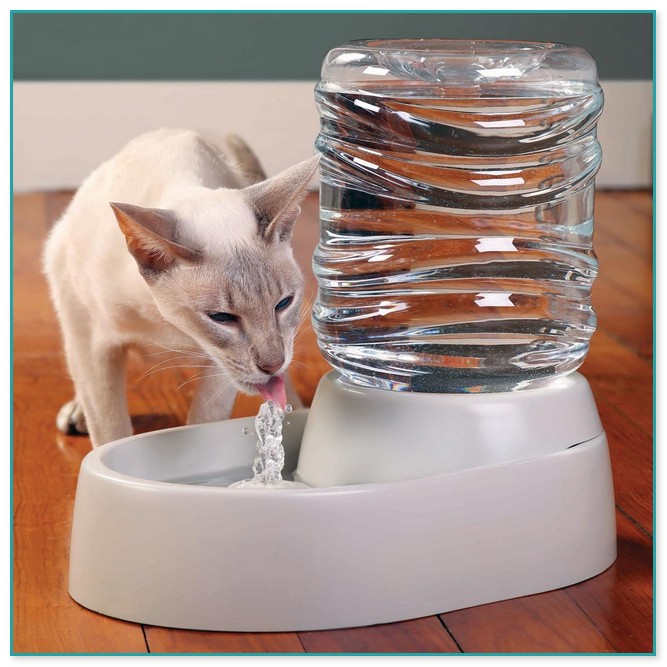 Amazon.com Cat Water Fountain