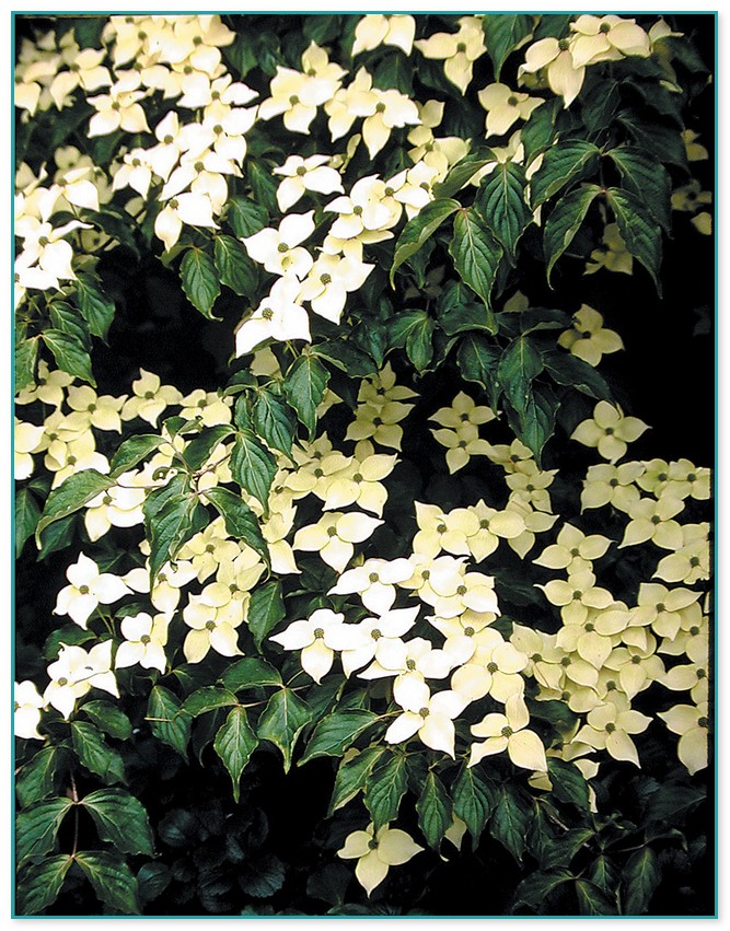 Best Climbing Flowering Plant For Shade 3