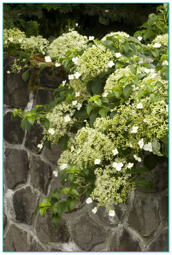 Best Climbing Flowering Plants Zone 7