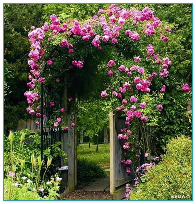 Best Flowering Climbing Plants For Shade