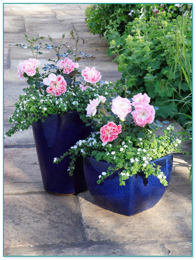 Climbing Flowering Plants For Containers 3