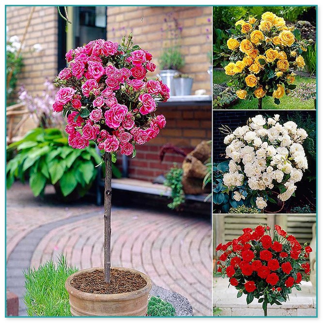 Climbing Flowering Plants For Containers
