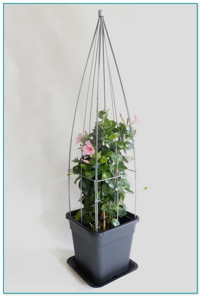 Climbing Flowering Plants For Pots 2