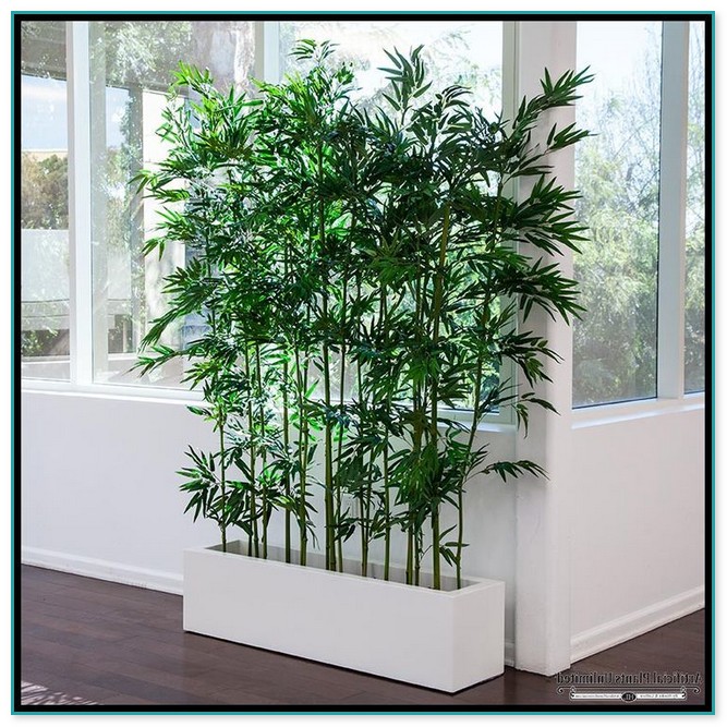 Bamboo House Plants For Sale