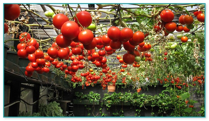 Best Hydroponic Nutrients For Tomatoes
