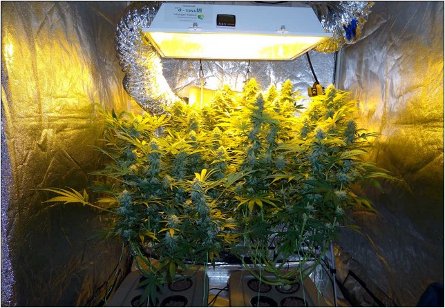 Best Hydroponic System For Growing Weed