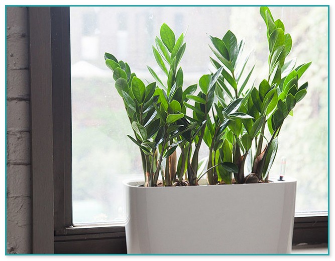 Best Plants For Inside The House