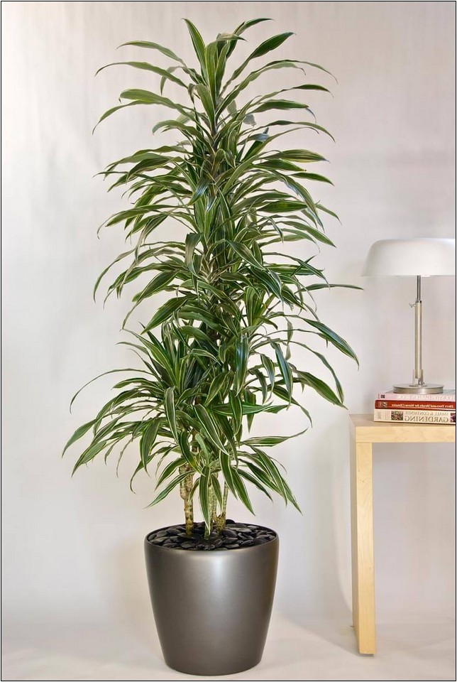 Best Tall Indoor Plants Low Light