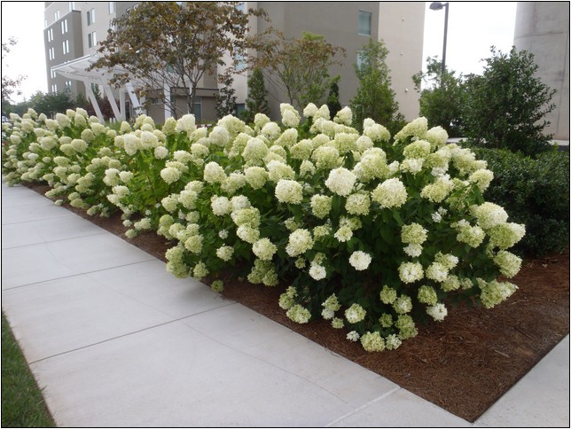 Colorful Shrubs For Landscaping