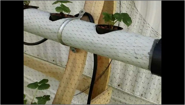 Commercial Vertical Strawberry Hydroponics System