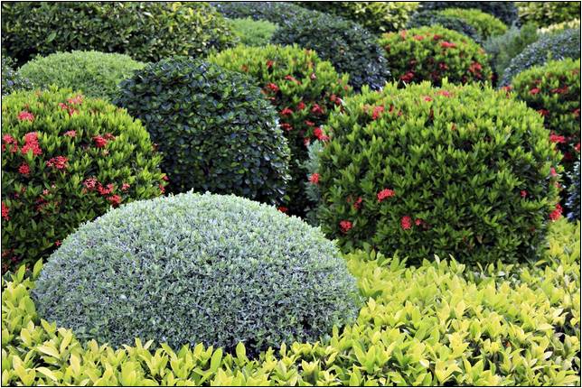 Common Bushes For Landscaping