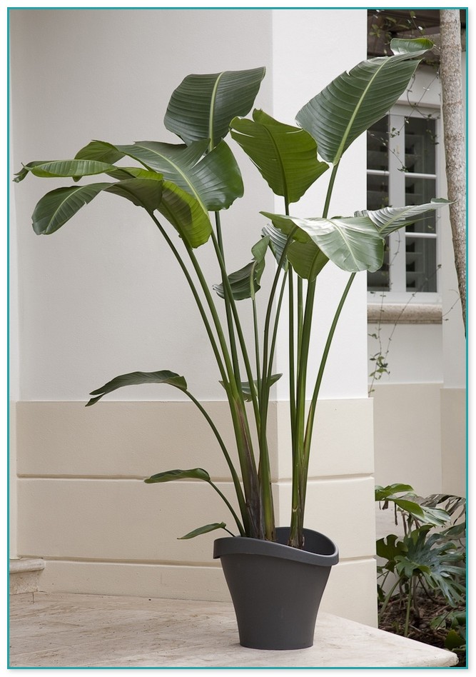 Common Large House Plants