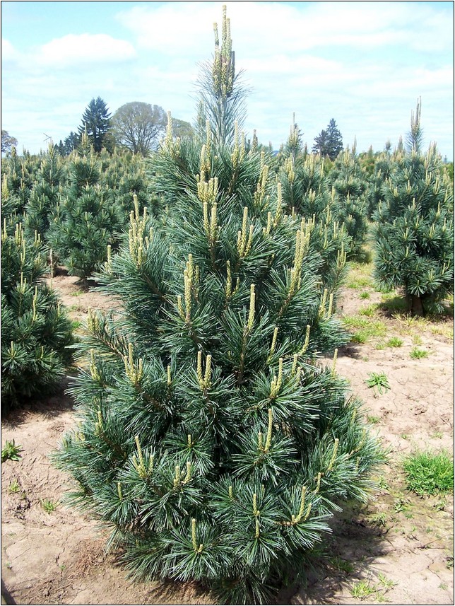 Decorative Pine Trees For Landscaping