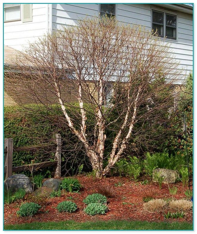 Dwarf Birch Trees For Landscaping