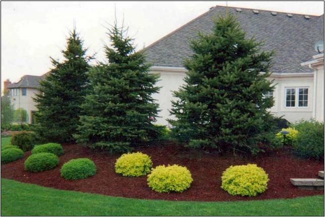 Evergreen Trees For Landscaping