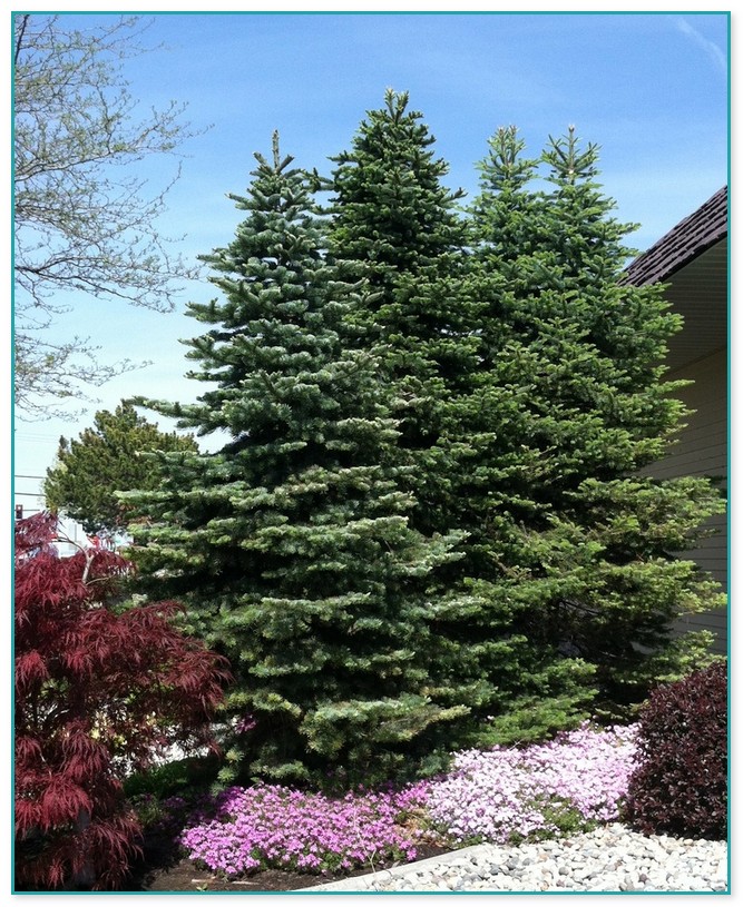 Fir Trees For Landscaping