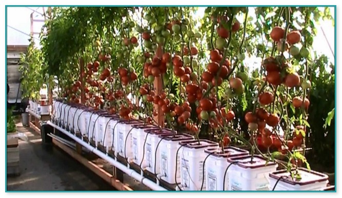 Growing Tomatoes Indoors Hydroponically