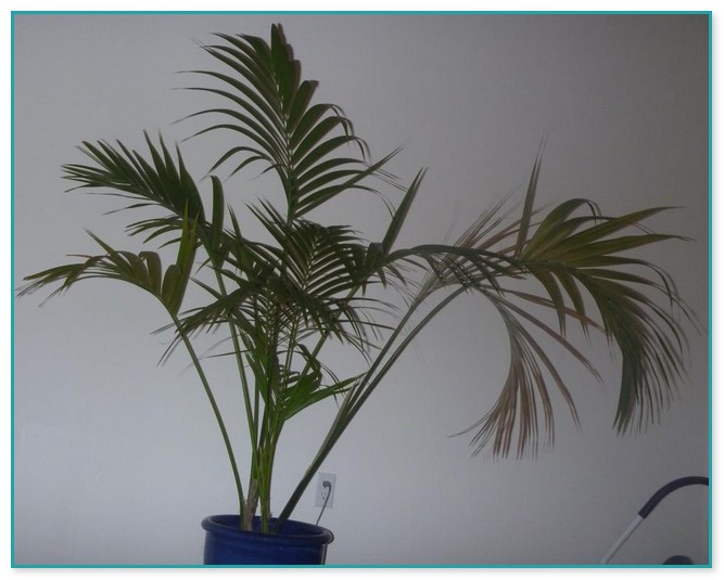 House Plant Looks Like Palm Tree