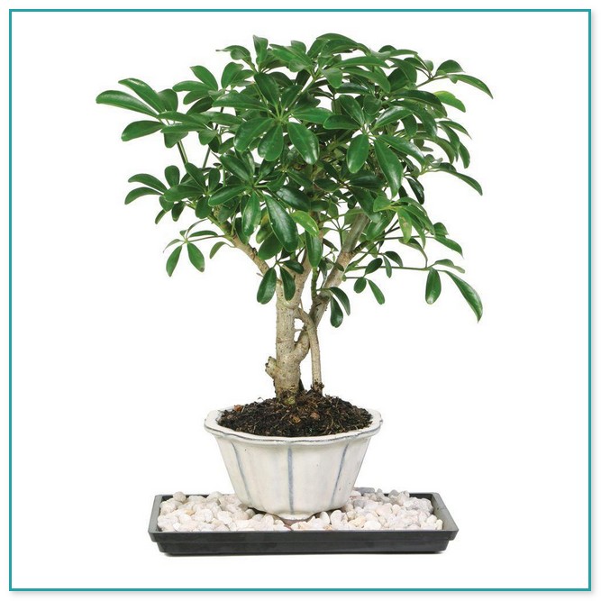 House Plant Trees Pictures