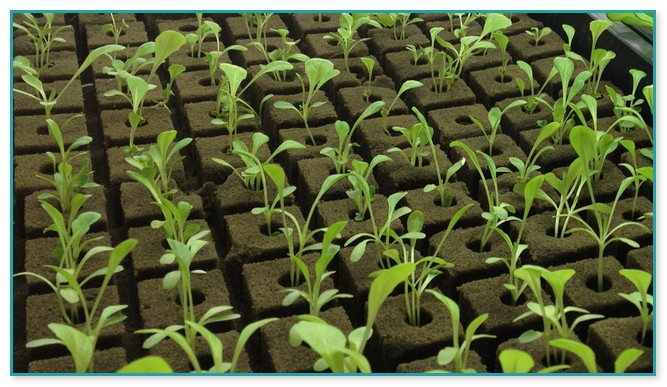 Hydroponic Gardening Supplies For The Beginner