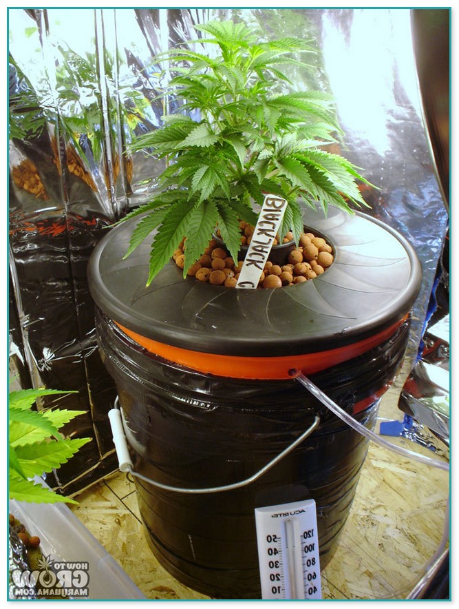 Hydroponic Marijuana Grow Kit